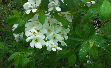 damla çiçek açan ağaç dalı