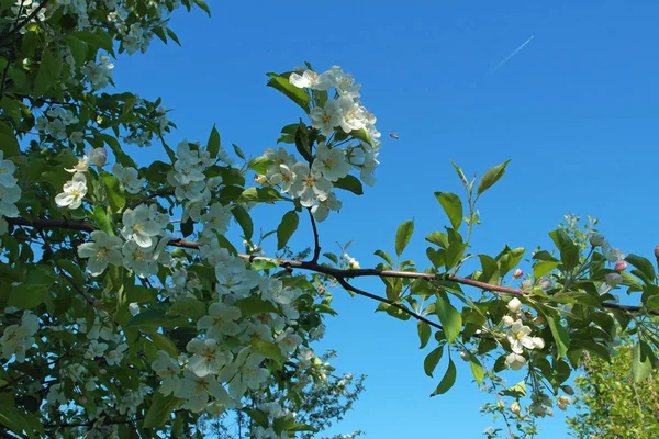 Arı Uçak Ile Çiçek Açan Ağaç Dalı — Stok fotoğraf