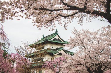 Hirosaki güzel kiraz çiçeği ağaçların Hanami Festivali, Japonya çevrili kale