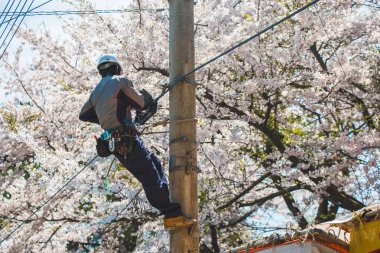 Bir işçi bir Hanami, elektrik kablosu tamiri kiraz Festivali arka plan, Japonya çiçek