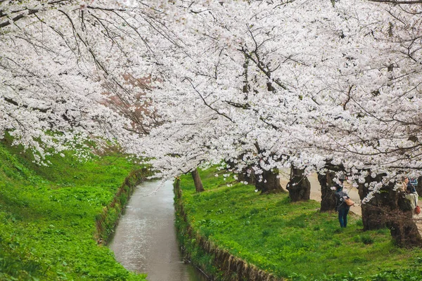 El río lleno de pétalo de flor de cerezo en hermosos árboles de sakura alrededor en el castillo de Hirosaki, Japón — Foto de Stock