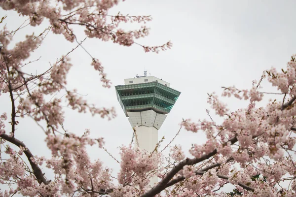 Goryokaku-Turm am Goryokaku-Fort, Hokkaido, umgeben von vielen Kirschblütenbäumen — Stockfoto