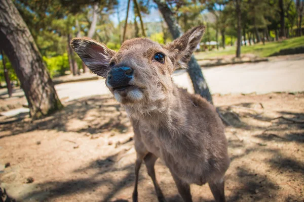 Uma foto de close-up de um veado amigável em Nara, Japão Fotografia De Stock