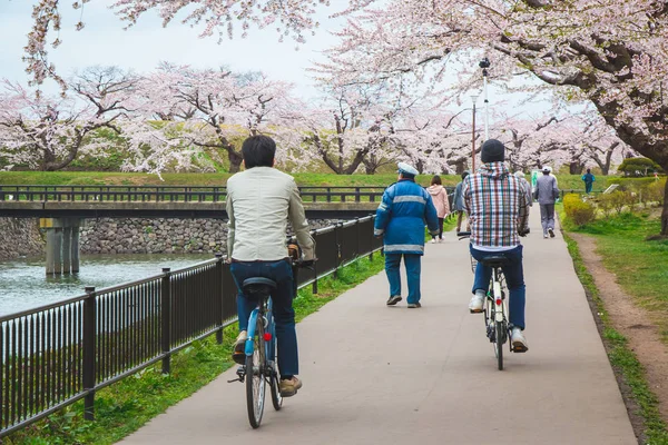 Pessoas pedalando em um parque que tem muitas belas flores de cerejeira, ou "Sakura", em Hakodate, Hokkaido, Japão Imagens Royalty-Free