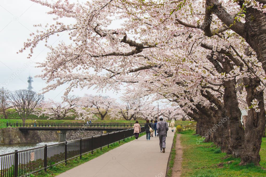 A beautiful cherry blossom walkway with people walking, Hakodate, Hokkaido