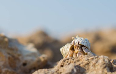 Kayanın üzerindeki keşiş yengeci.