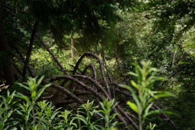 Kuru dallar, sık kozalaklı ağaçların gölgesinde gizlidir. Dallar sulu yaz yeşillikleri ile çevrilidir. Arka planda güneşli bir çimen var.