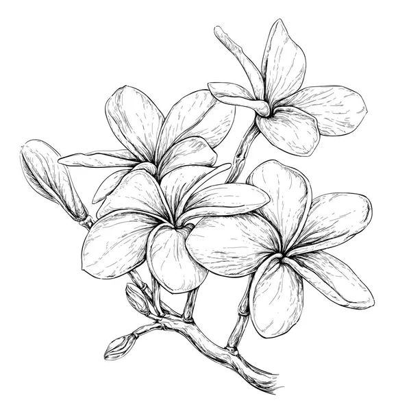 Collier tropical Fleurs — Image vectorielle