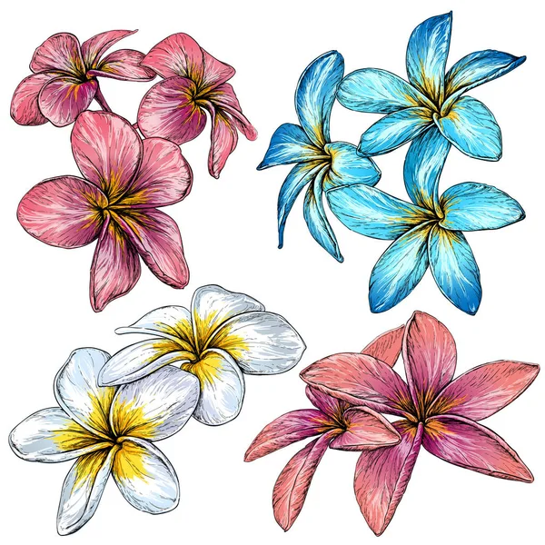 Plumeria.tropical Halskette Blumen. — Stockvektor