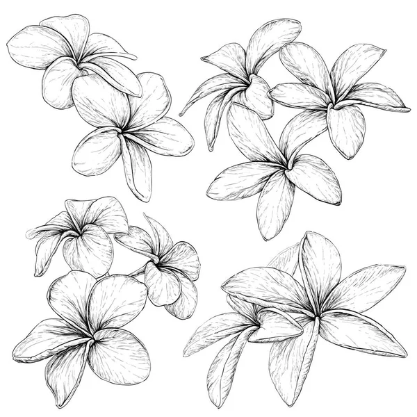 Plumeria.tropical Halskette Blumen. — Stockvektor