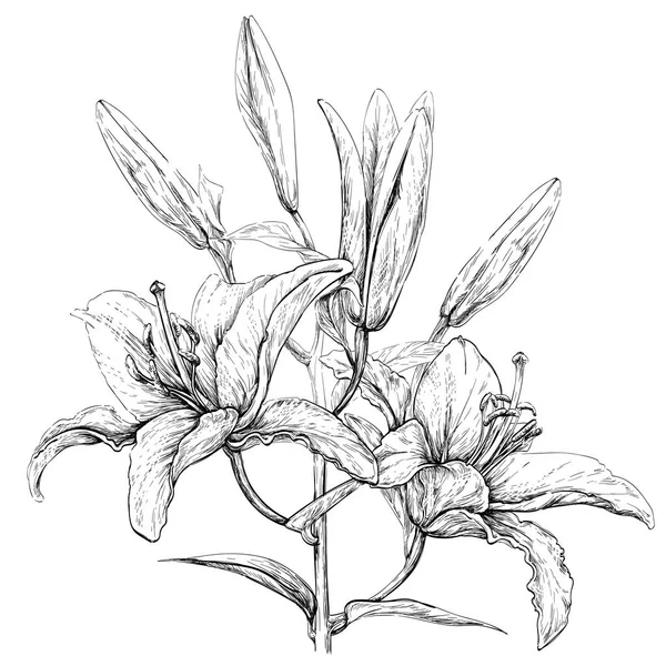 Kazablanka lilyum çiçek tomurcukları yaprakları 