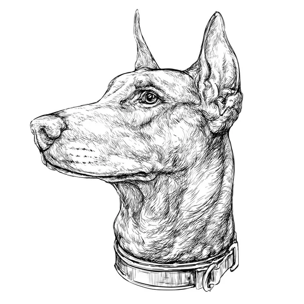 Doberman ilustración de cabeza — Vector de stock