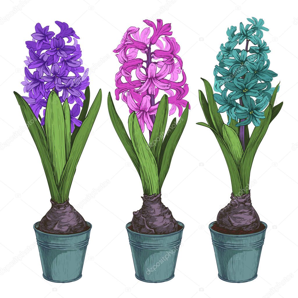 Hand drawn colored flowers — Stock Vector © Diana_Pryadieva #138033086