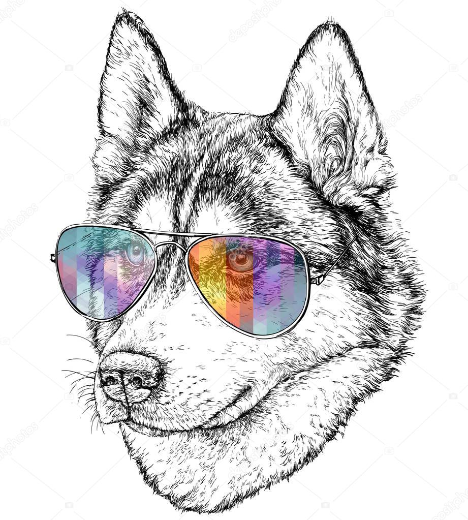 wolf with colored eyeglasses