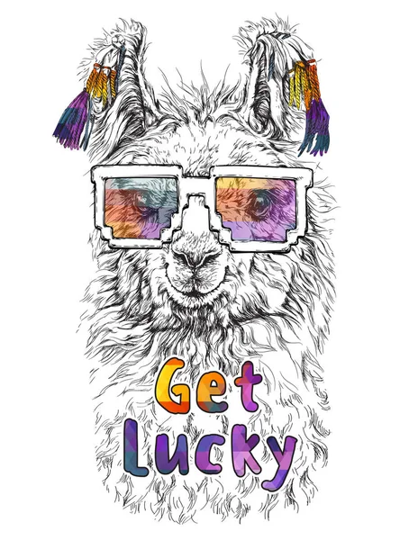 LAMA Alpaca en lunettes — Image vectorielle