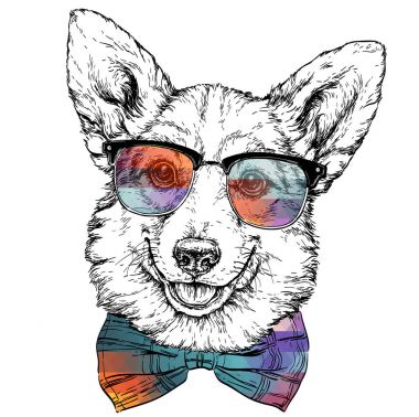 Pembroke Welsh Corgi köpek.