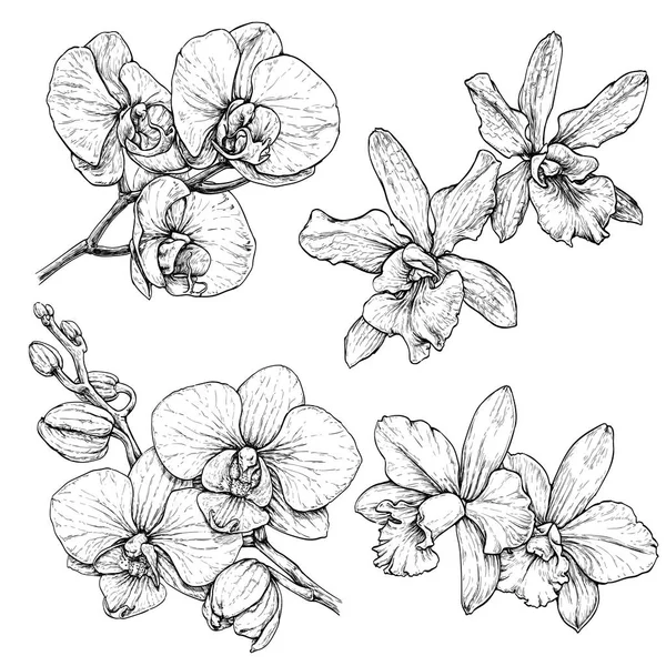 Hand dras orkidé blommor — Stock vektor