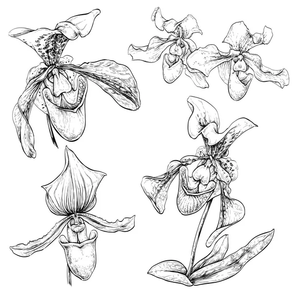Рука намальовані орхідеї квіти — стоковий вектор