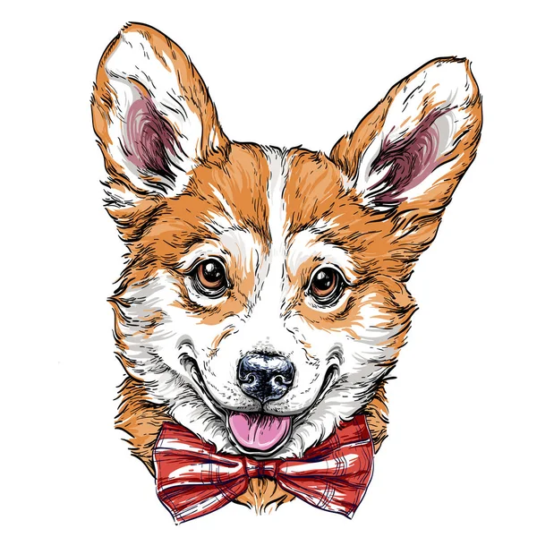 Pembroke Welsh Corgi köpek — Stok Vektör