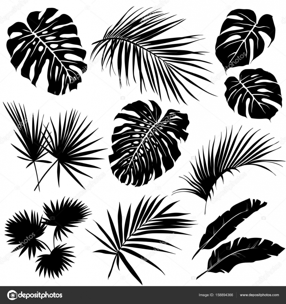 Palm Leafs Silhouettes Vector Image By C Diana Pryadieva Vector Stock