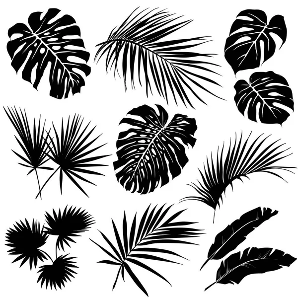 Silhouetten von Palmblättern — Stockvektor