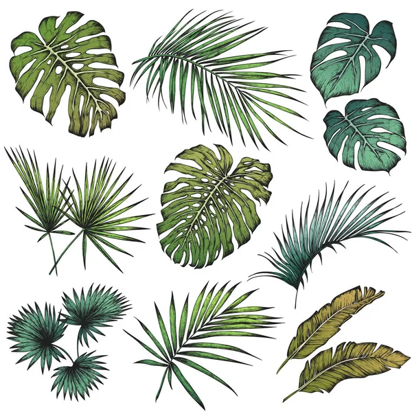 Palmiye ağacı yaprakları kümesi — Stok Vektör