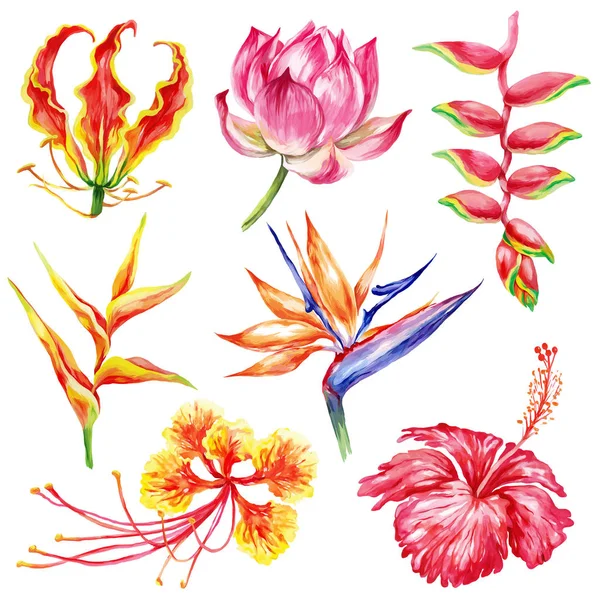 Watercolor style set of exotic flowers — Stock Vector
