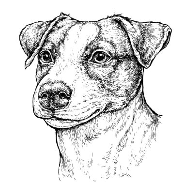 Sevimli komik Jack Russell Terrier 'ın el çizimi çizimi. Vektör İllüstrasyonu