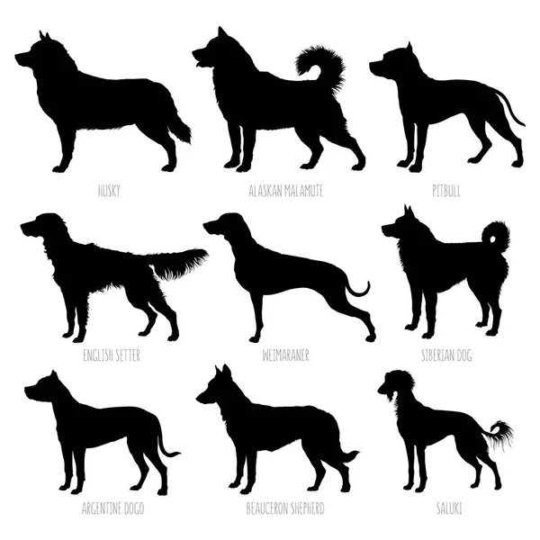 狗品种的剪影设置 高详细 平滑向量例证 — 图库矢量图片