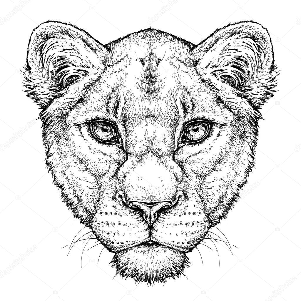 Hand drawn portrait of Lioness. Vector illustration isolated on white