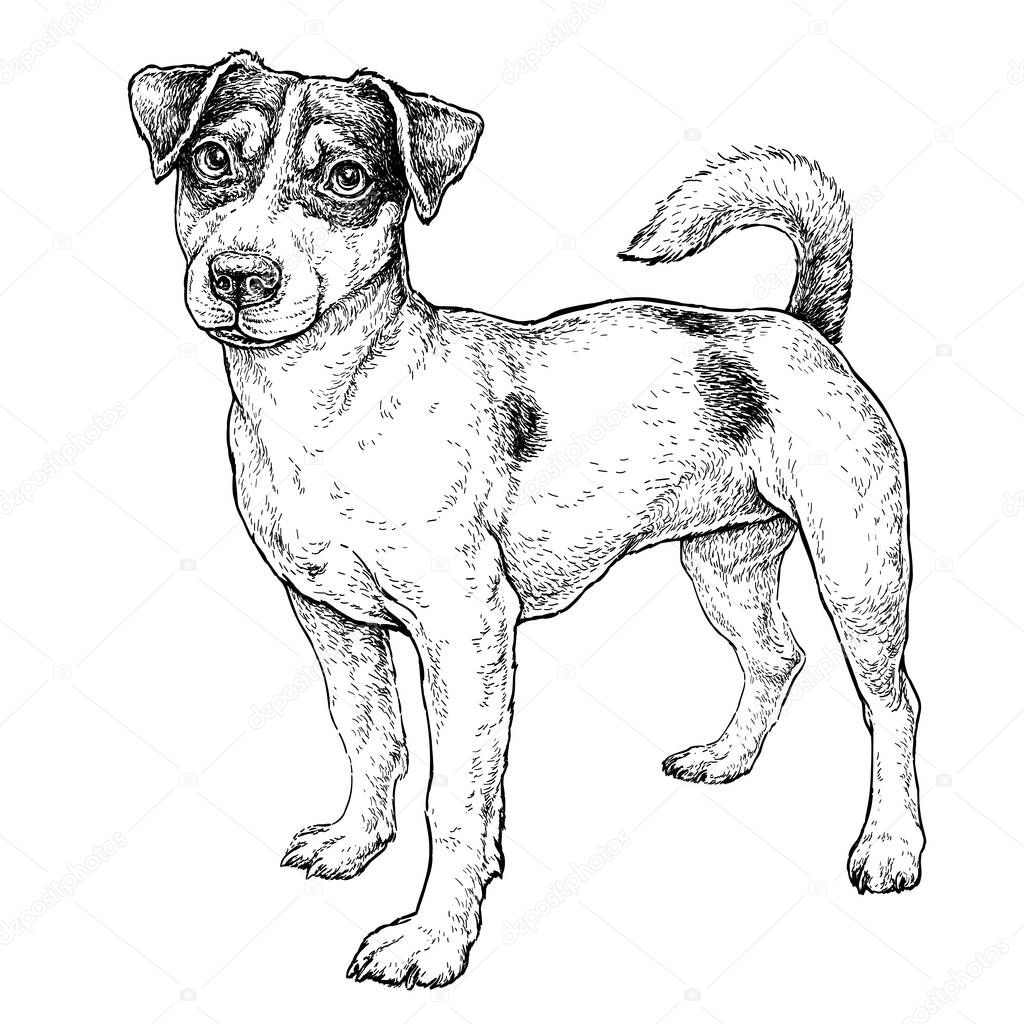 Hand Drawn Sketch Cute Funny Jack Russell Terrier Vector Illustration