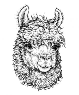 Lama çizim, üzerinde beyaz izole hippi tarzı. Nesne reklam, web sayfası tasarımı, poster, afiş, yazdırma öğe için. vektör çizim