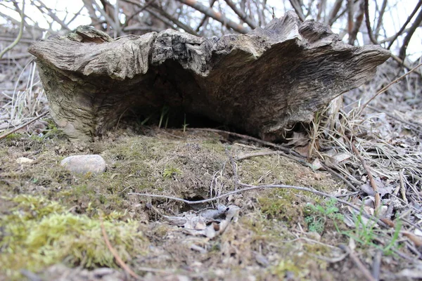 İlkbaharda alışılmadık şekillerde yakın plan çekimler.