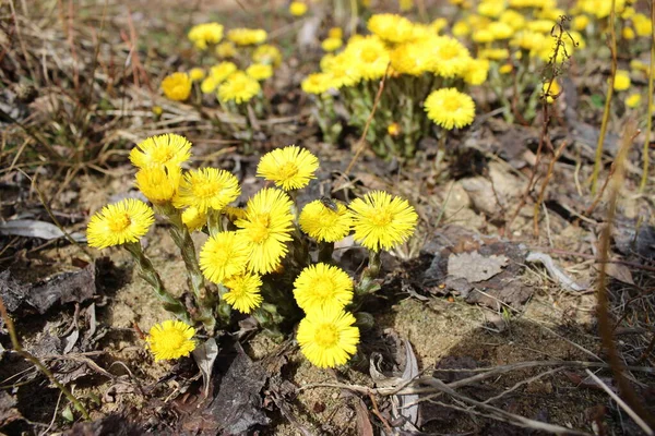 Sarı çiçekler, anne ve üvey anne baharda yakın plan..