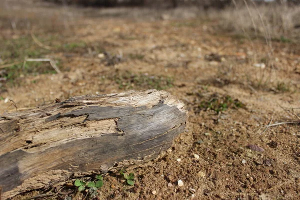 Kumda bir pürüz, arka planda bulanıklık.