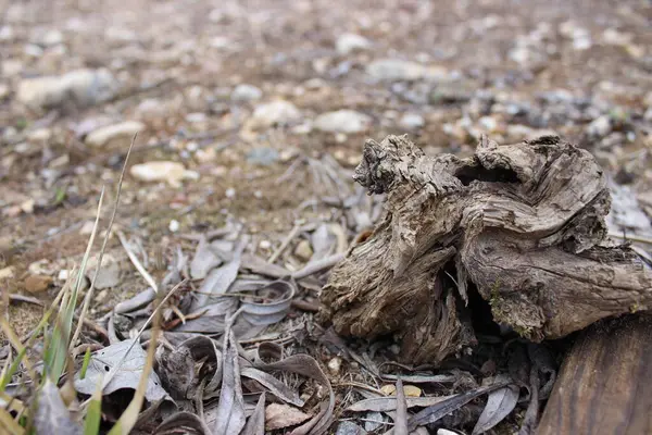İlkbaharda alışılmadık şekillerde yakın plan çekimler.