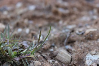 Genç sedge baharda kuma yakın çekim yapar..