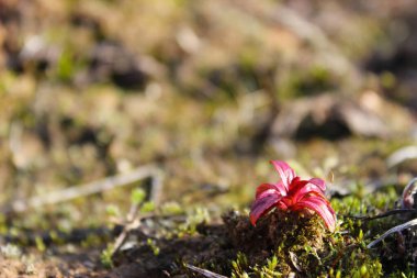 İlkbaharda küçük bir kırmızı bitki çekimi..