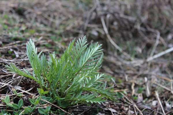 Genç Tansy baharda yakın çekim yapar..