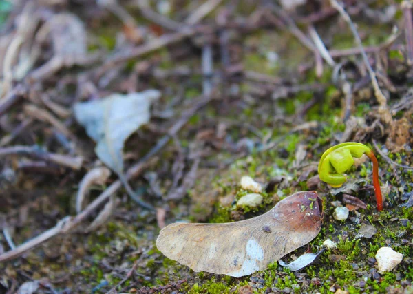 Yakın zamanda ayrılmış tohum kürklü genç Acer negundo çekimi..