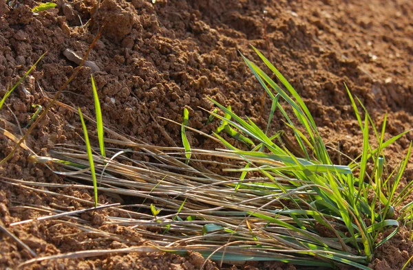 Genç sedge baharda kuma yakın çekim yapar..