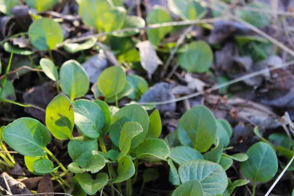 Bahar mevsiminde Wintergreen Rotundifolia 'nın genç çekimleri.