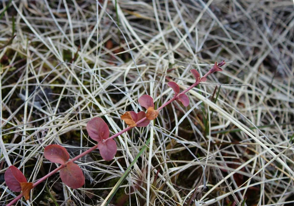 Baharda yakın plan kırmızı para otu çekimi..