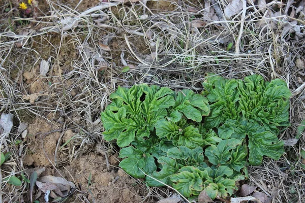 Giovani Germogli Hogweed Primo Piano Primavera — Foto Stock