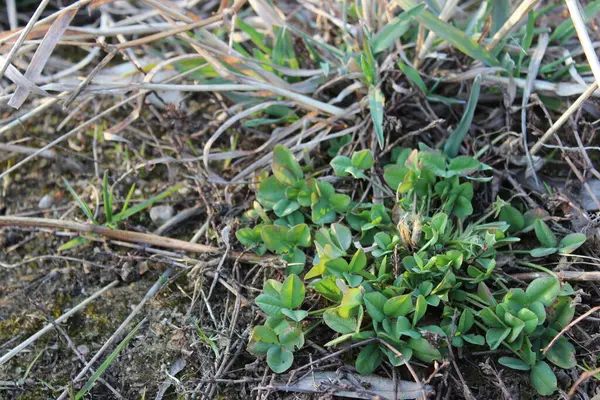 Young Clover Shoots Close Spring — Stock Photo, Image