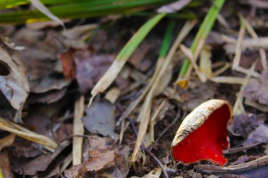 Kırmızı şapkalı, bahar mantarlı sarkoscypha..
