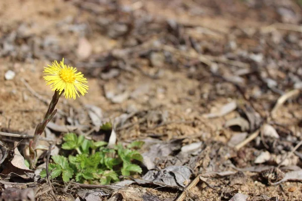 Sarı çiçekli anne ve üvey anne baharda bulanık bir arkaplanda yakın plan..