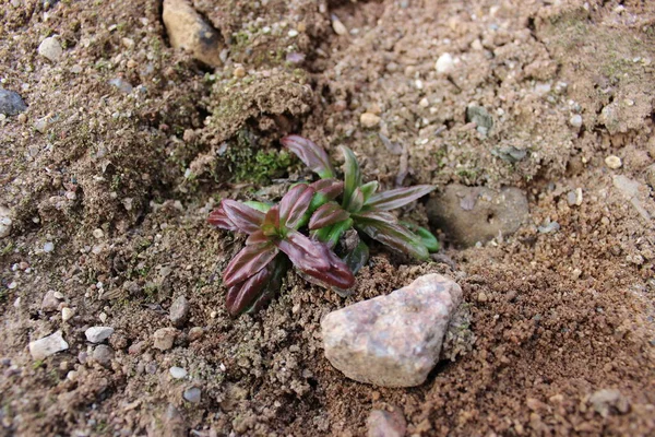 Planta Verde Púrpura Close Fundo Areia Primavera Despertar Natureza — Fotografia de Stock