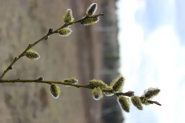 Blooming Ramo Salgueiro Close Primavera — Fotografia de Stock