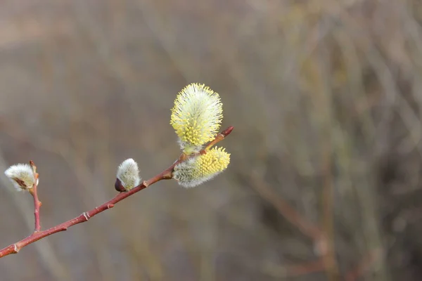 Baharda çiçek açan söğüt dalları.